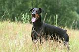 DOBERMANN 264